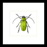 Beetles bugs insects Celosterna pollinosa framed beetle Bits & Bugs