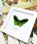 Ornithoptera priamus poseidon MALE Label white 