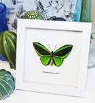 Ornithoptera priamus poseidon MALE Label white 