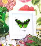 Ornithoptera priamus poseidon MALE Label white 