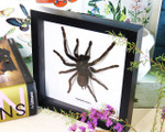 spider arachnid framed spider for sale Australia Haplopelma minax Bits & Bugs