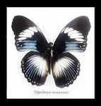 Real butterfly Hypolimnas monteironis Bits&Bugs 