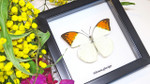 Framed butterflies Hebomoia glaucippe Bits and Bugs