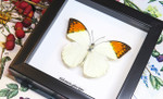 Framed butterflies Hebomoia glaucippe Bits and Bugs