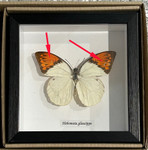 Hebomoia glaucippe ( special )