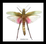 Chondracris rosea grasshopper Bits & Bugs 