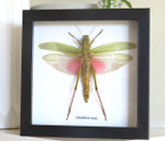 Chondracris rosea XL