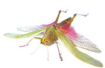 Chondracris rosea grasshopper Bits & Bugs 