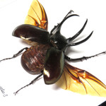 Rhino beetle real bug entomology specimen Chalcosoma atlas