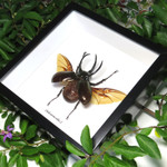 Rhino beetle real bug entomology specimen Chalcosoma atlas