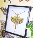 Stick insect in frame shadowbox Phasma gigas Bits and Bugs