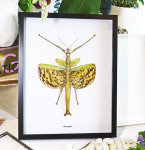 Stick insect in frame shadowbox Phasma gigas Bits and Bugs