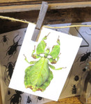 Leaf insect real bug Phyllium giganteum Bits & Bugs