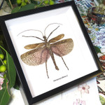 Heteropteryx dilitata male 