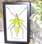 Stick insect Heteropteryx dilatata Bits & Bugs