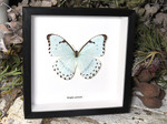 Morpho catenaria