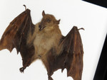 Macroglossus minimus
