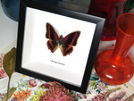 Charaxes lucretius