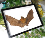 Hipposideros bicolor 