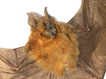 Hipposideros bicolor 
