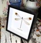  Microstigma rotundatum 