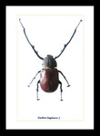 Euchirus longimanus