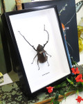 Euchirus longimanus