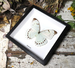 Morpho luna