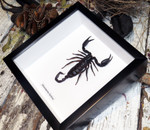 Heterometrus laoticus