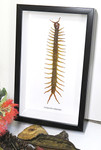 Centipede insect real Scolopendra subspinipes Bits & Bugs 