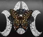 Papilio antenor moon ( special )