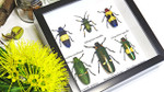 jewel beetles real insects bugs framed  Bits & Bugs 