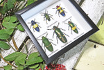 jewel beetles real insects bugs framed  Bits & Bugs 
