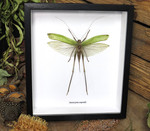 Macrocyrtis corporalis katydid