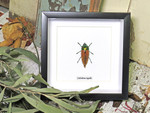 Calodema regalis