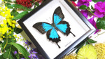 Australian butterfly framed Papilio ulysses  Bits&Bugs