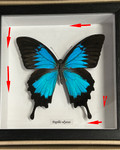 Papilio ulysses ( special ) 