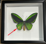  Ornithoptera priamus poseidon MALE # 13 ( special )