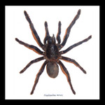 spider arachnid framed spider for sale Australia Haplopelma minax Bits & Bugs