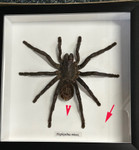 Haplopelma minax # A ( special )