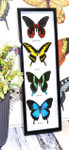 Butterflies for sale Australia