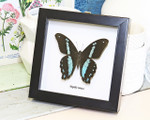 Real butterfly frame Papilio nireus Bits & Bugs 