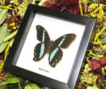 Real butterfly frame Papilio nireus Bits & Bugs 