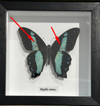 Papilio nireus ( special )