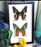 Chrysiridia rhiphaeria