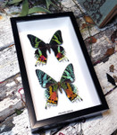 Chrysiridia rhiphaeria