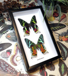 Chrysiridia rhiphaeria