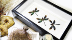 Dragonfly Calopteryx virgo  Bits and Bugs  