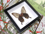 Papilio lowi Female 