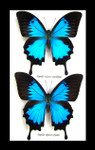 Australian butterfly Dunk Island Papilio ulysses
